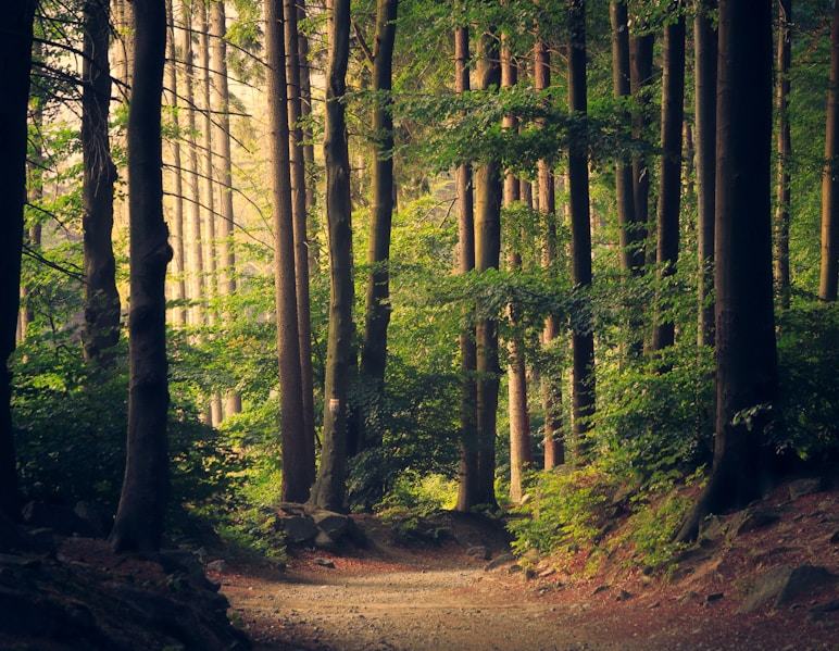 florida-forest