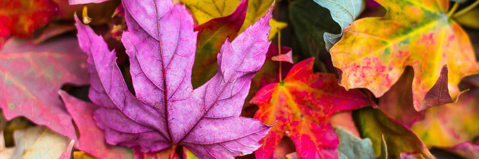 Autumn